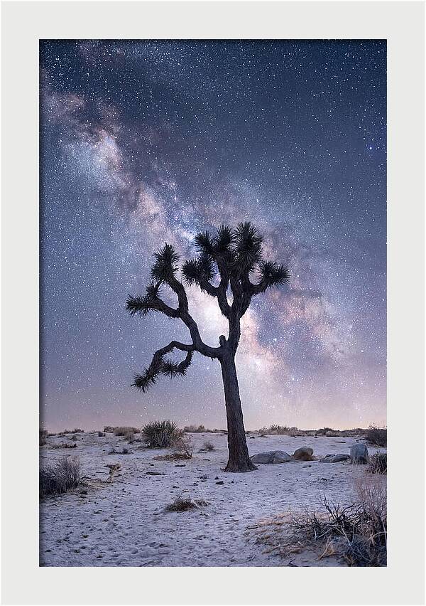 Desert Dreams Under Starry Skies