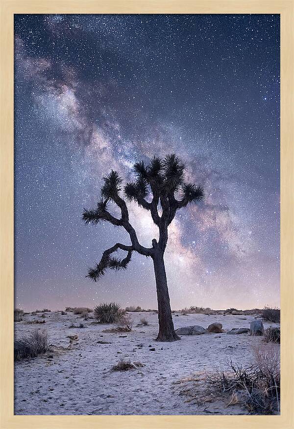 Desert Dreams Under Starry Skies
