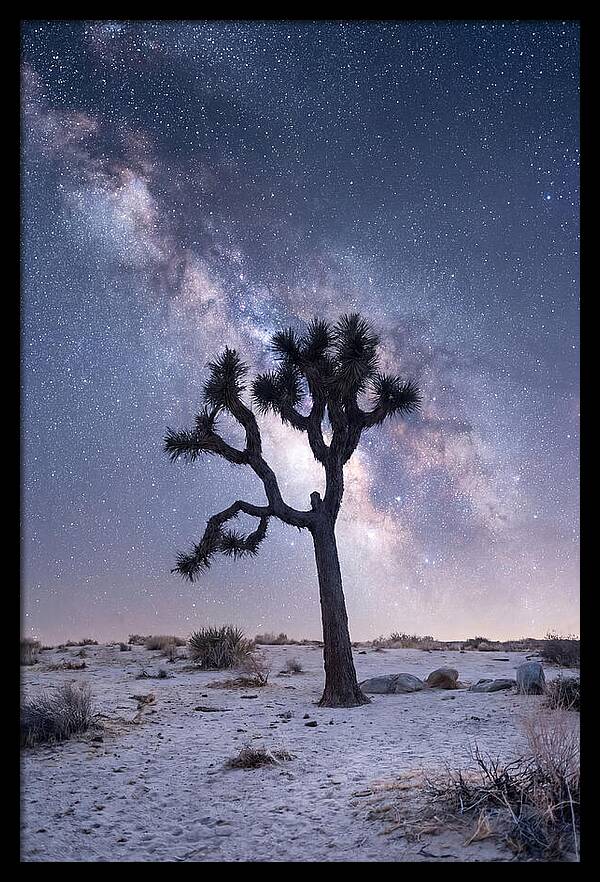 Desert Dreams Under Starry Skies