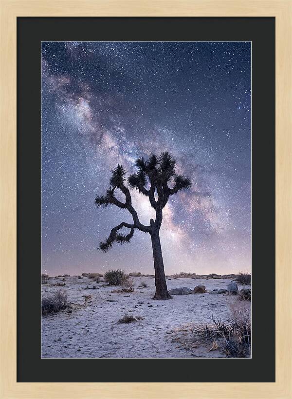 Desert Dreams Under Starry Skies
