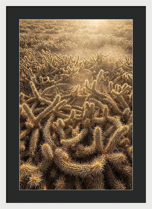 Desert Flora Geometry