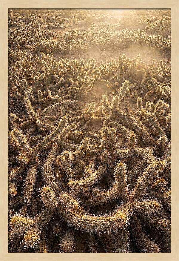 Desert Flora Geometry