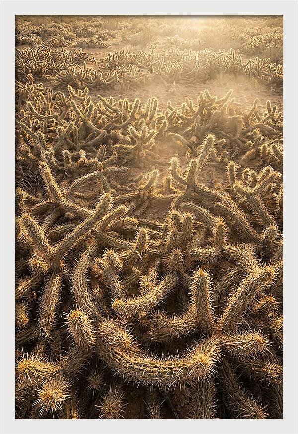 Desert Flora Geometry