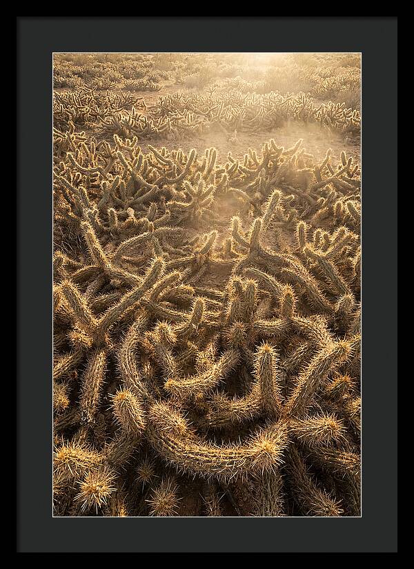 Desert Flora Geometry
