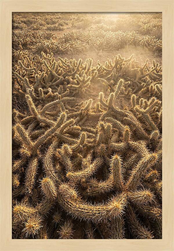 Desert Flora Geometry