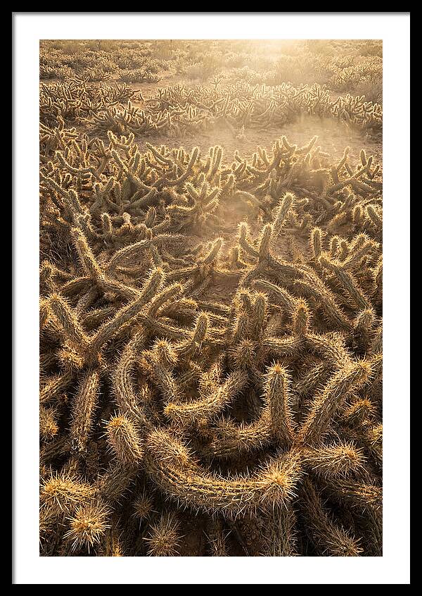 Desert Flora Geometry