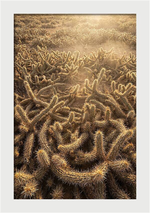 Desert Flora Geometry