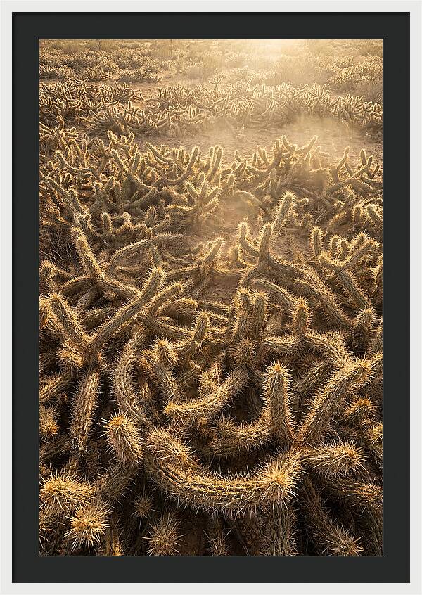 Desert Flora Geometry