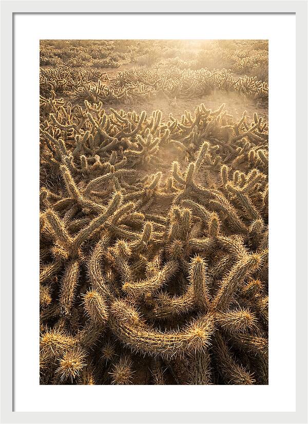 Desert Flora Geometry