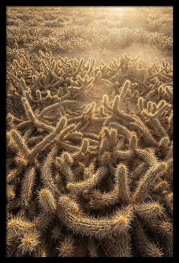 Desert Flora Geometry