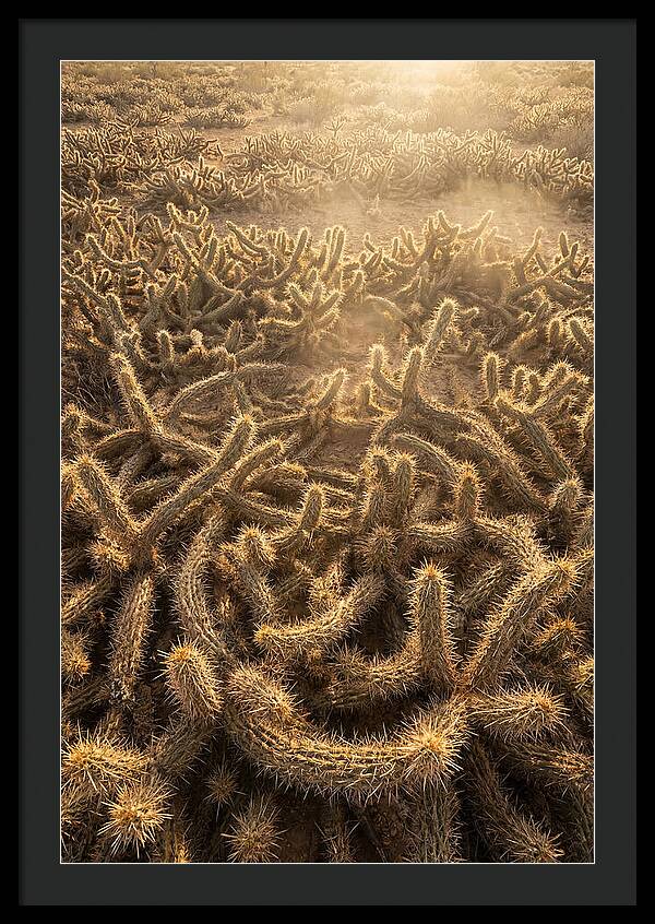 Desert Flora Geometry
