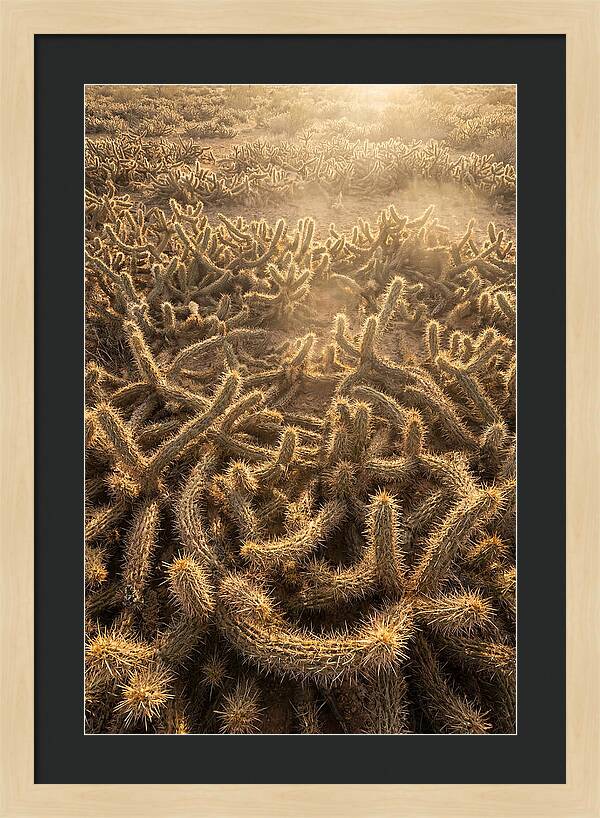 Desert Flora Geometry