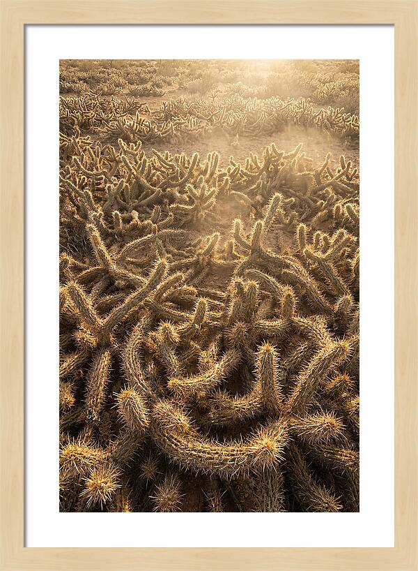 Desert Flora Geometry