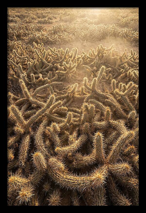 Desert Flora Geometry