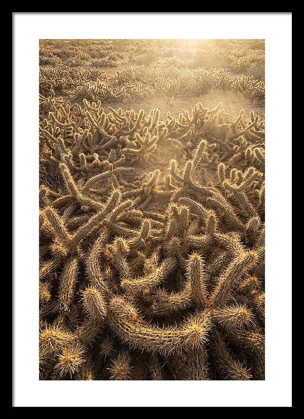 Desert Flora Geometry