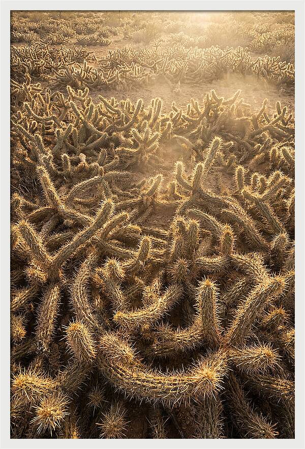 Desert Flora Geometry