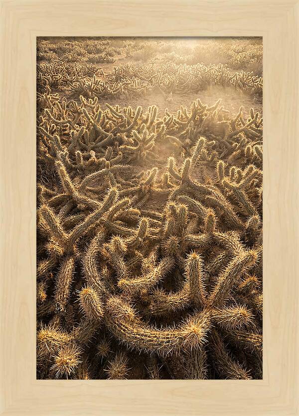 Desert Flora Geometry