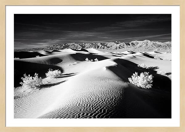 Desert Sunrise Over Mesquite Dunes