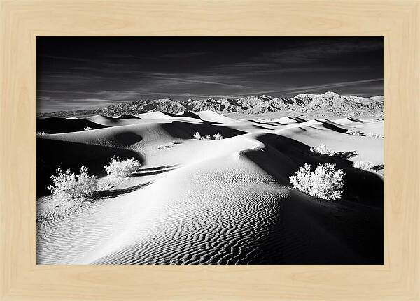 Desert Sunrise Over Mesquite Dunes