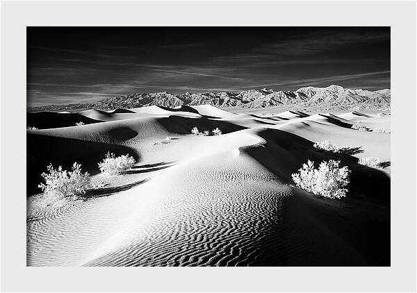 Desert Sunrise Over Mesquite Dunes