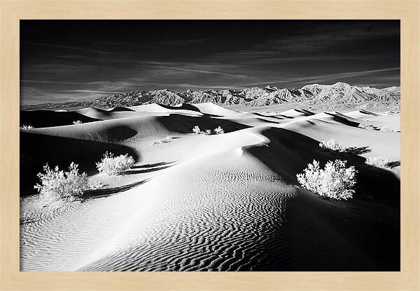 Desert Sunrise Over Mesquite Dunes