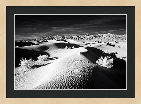 Desert Sunrise Over Mesquite Dunes