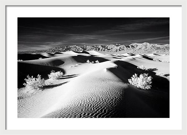 Desert Sunrise Over Mesquite Dunes