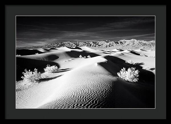 Desert Sunrise Over Mesquite Dunes