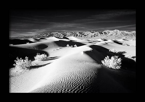 Desert Sunrise Over Mesquite Dunes