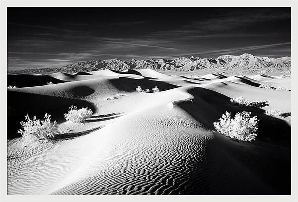 Desert Sunrise Over Mesquite Dunes