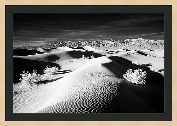 Desert Sunrise Over Mesquite Dunes