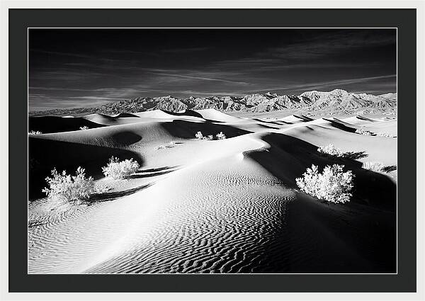 Desert Sunrise Over Mesquite Dunes