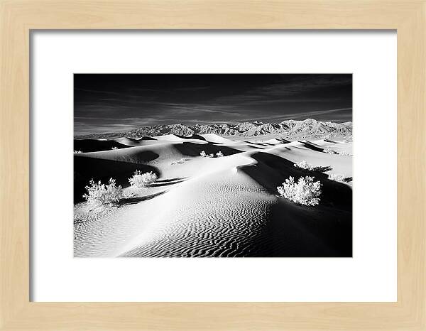 Desert Sunrise Over Mesquite Dunes