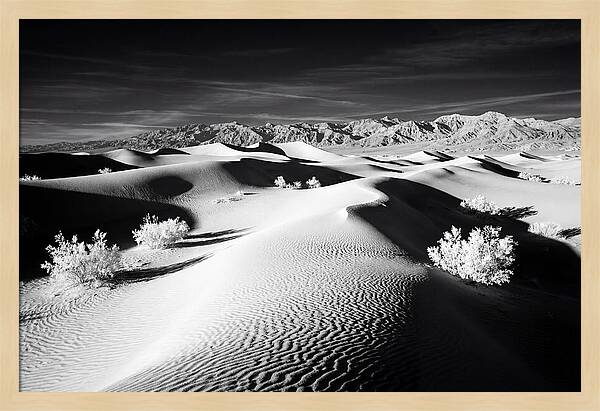 Desert Sunrise Over Mesquite Dunes