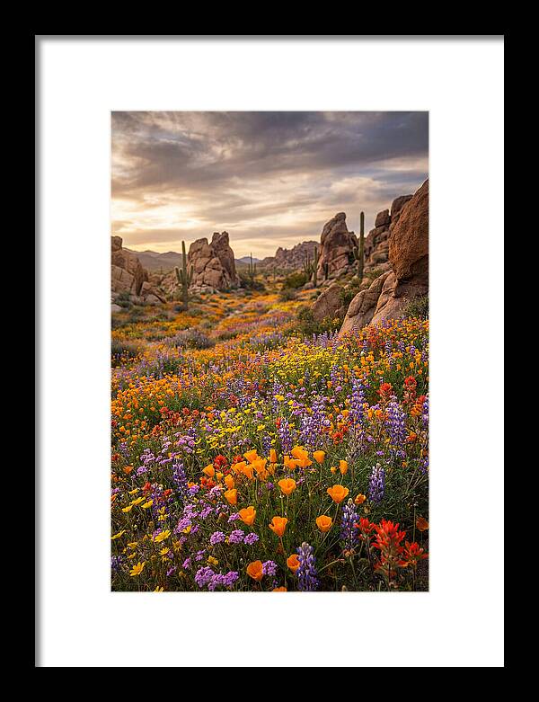 Desert Wildflower Bloom