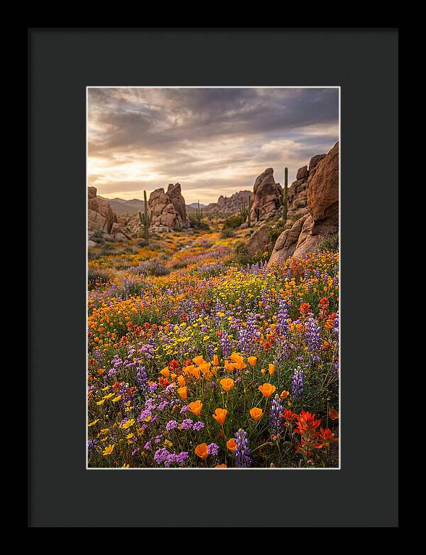 Desert Wildflower Bloom