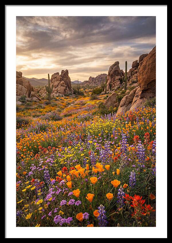 Desert Wildflower Bloom