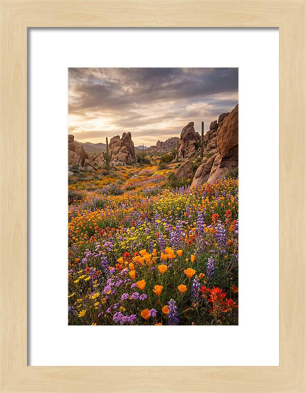 Desert Wildflower Bloom