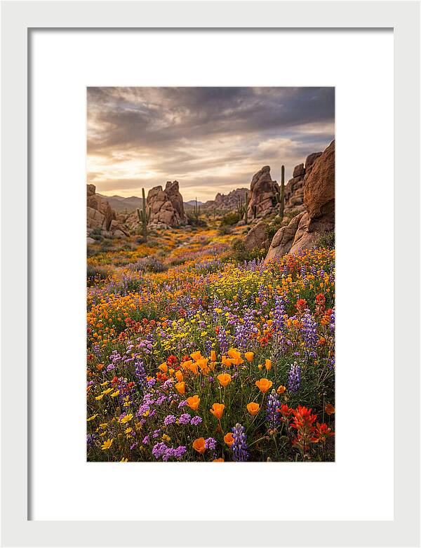 Desert Wildflower Bloom