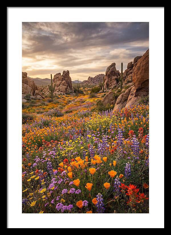 Desert Wildflower Bloom