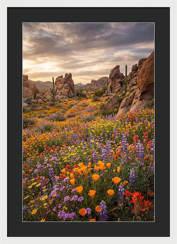Desert Wildflower Bloom