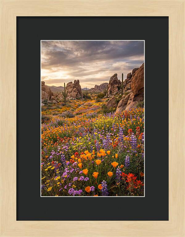 Desert Wildflower Bloom