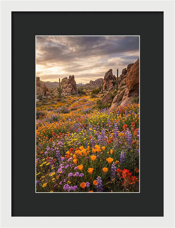 Desert Wildflower Bloom