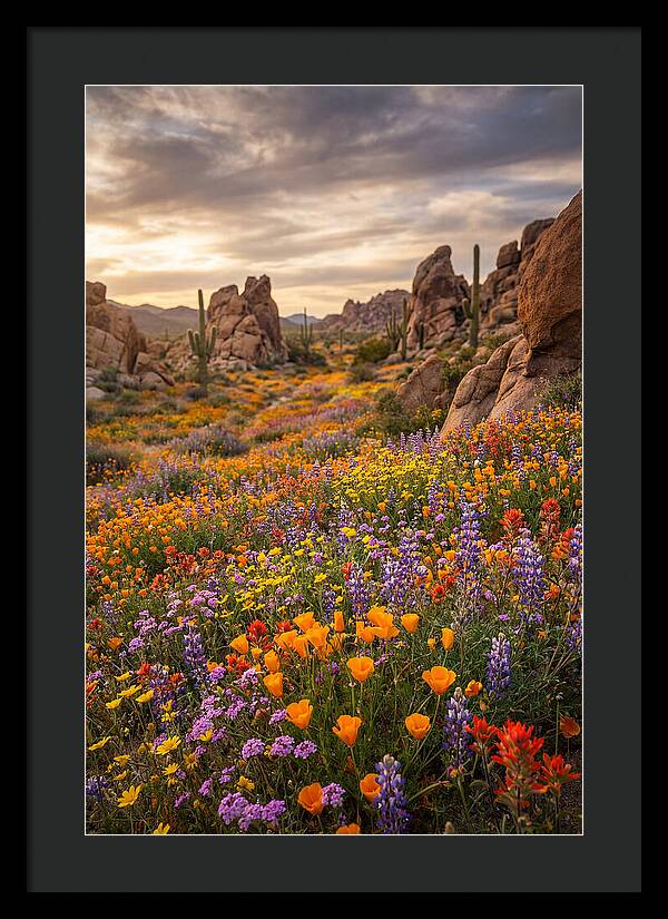 Desert Wildflower Bloom