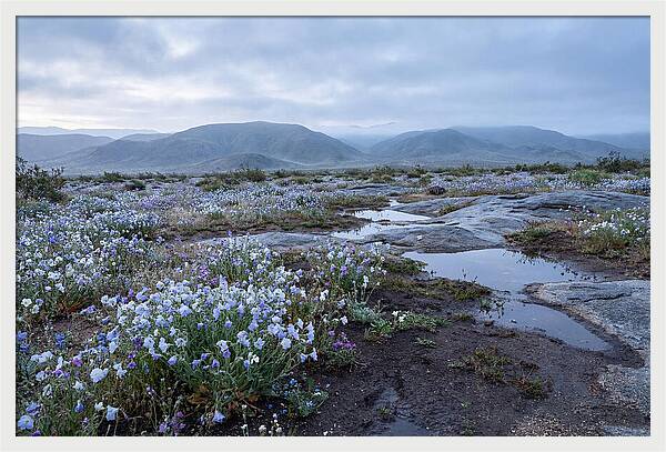 Desert Wildflower Bloom