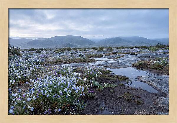 Desert Wildflower Bloom