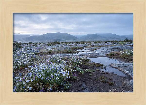 Desert Wildflower Bloom