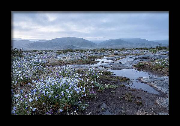 Desert Wildflower Bloom