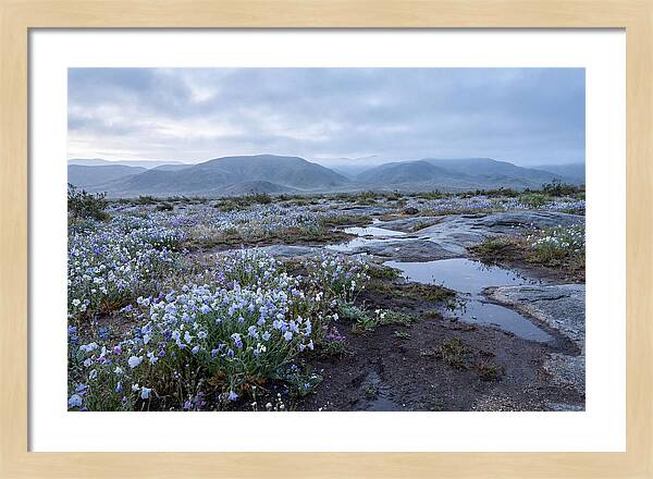 Desert Wildflower Bloom