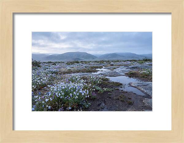 Desert Wildflower Bloom